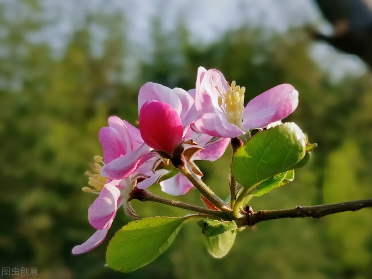 海棠——即赏果，又赏花