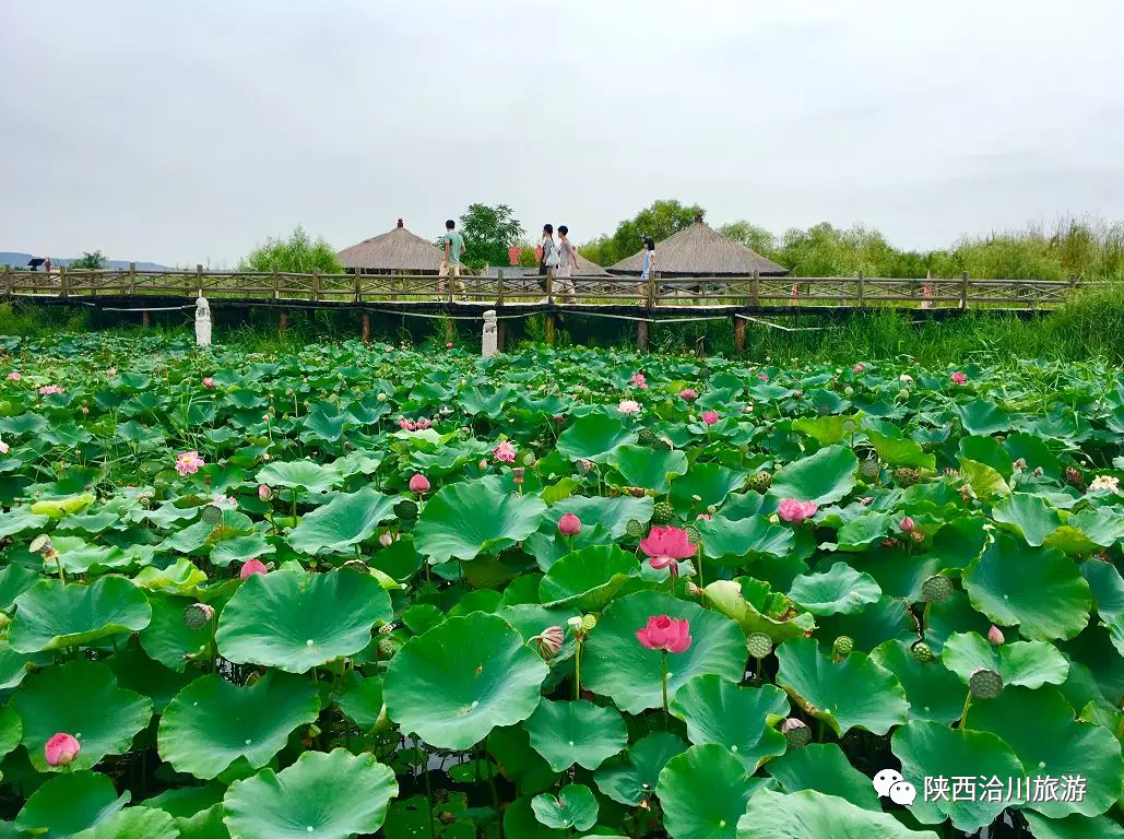 盛夏已至 “荷”韻飄香