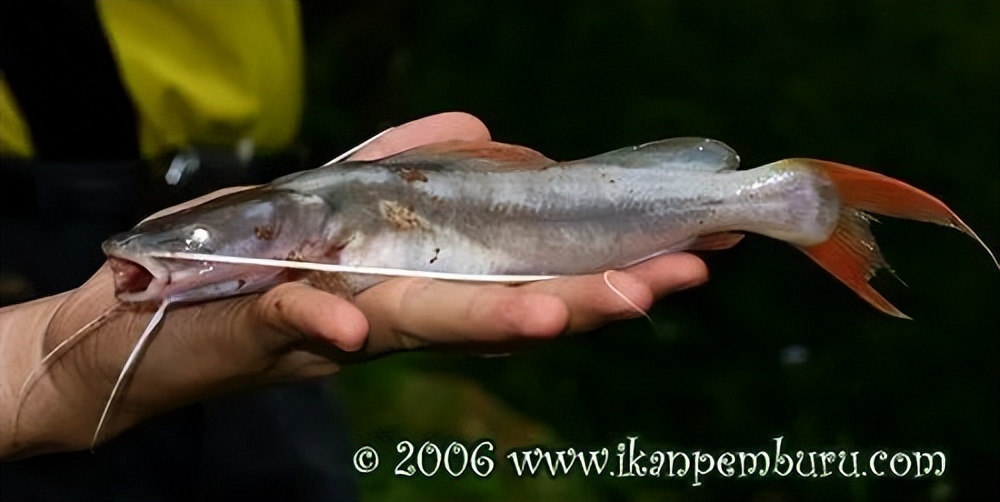 云南土著鱼类云南六大名鱼和10余种特色鱼类