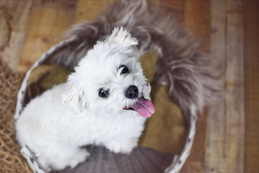 比熊犬图片及价格（最新的比熊犬市场行情价格）