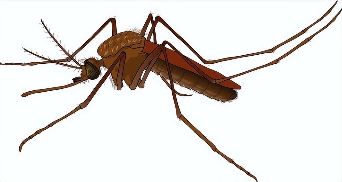 吸血鬼蜘蛛如何锁定雌性蚊子？