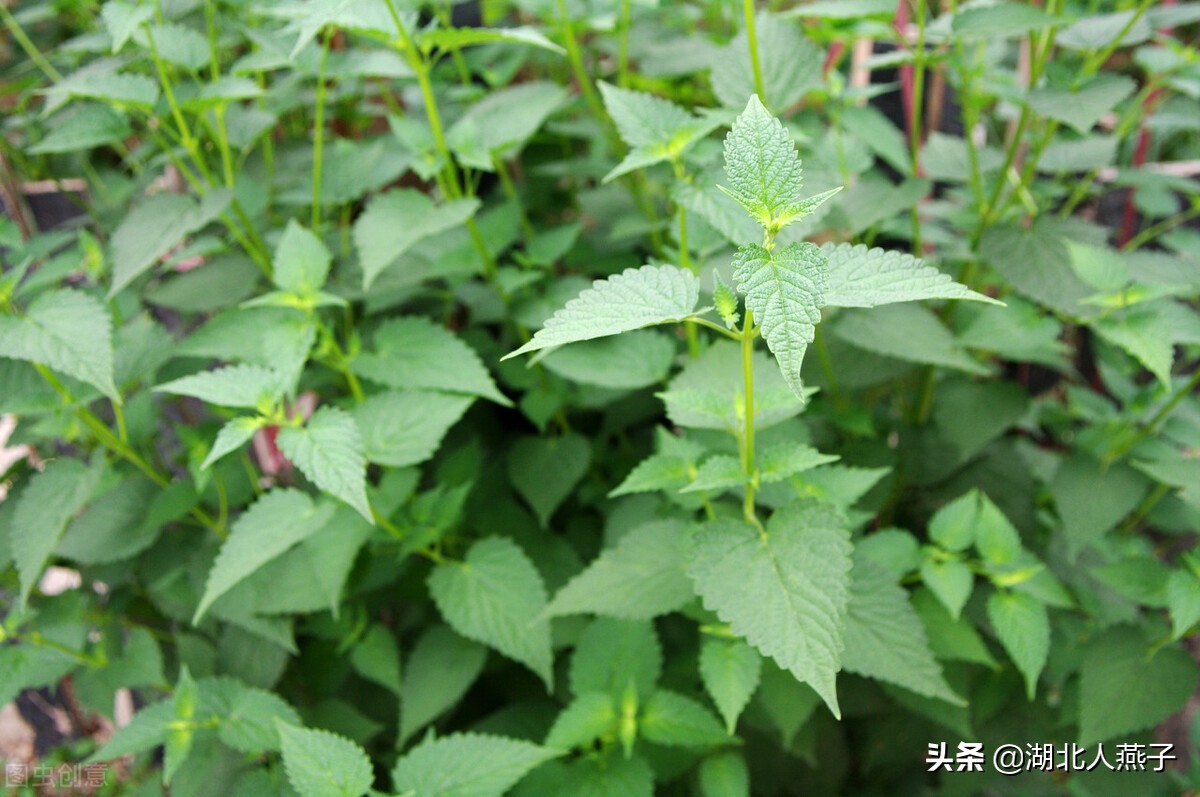 能吃的野菜圖片和名字 農村能吃的野菜100種 - 汽車時代網