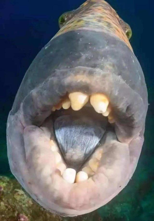 马来西亚发现一条奇怪鱼,长着类似人牙,网友:外星生物