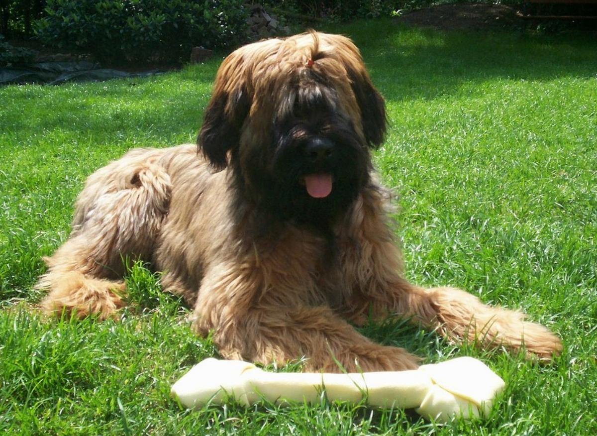 布里牧羊犬具有强大的工作动力