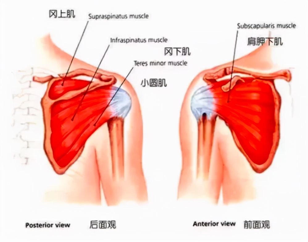 肩周炎到底是怎么回事？三分钟解析清楚