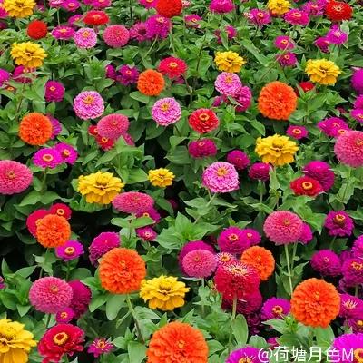 春天里，春风得意马蹄疾，一日看尽长安花