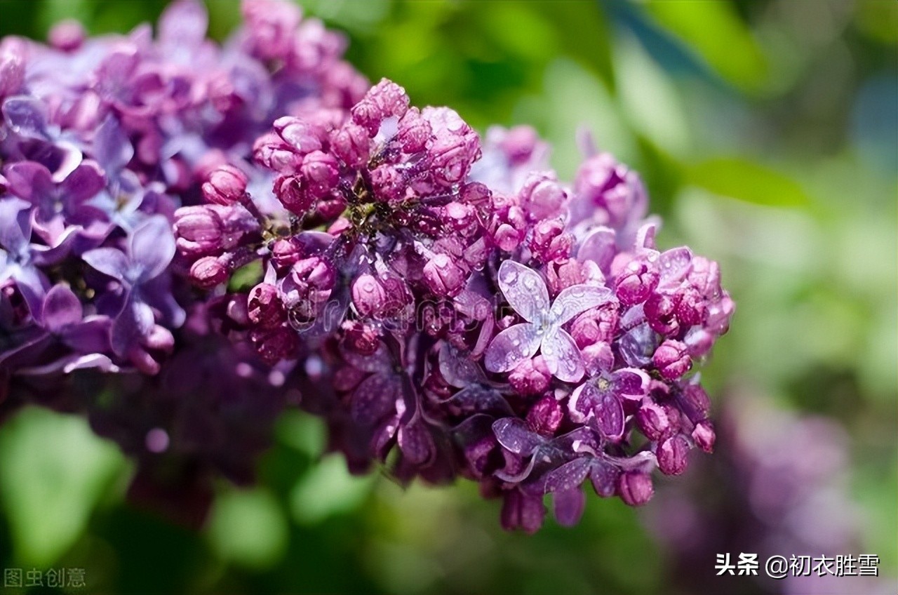 晚春丁香美诗六首：紫花何太媚，香沉烟雨寒，丁香从小结