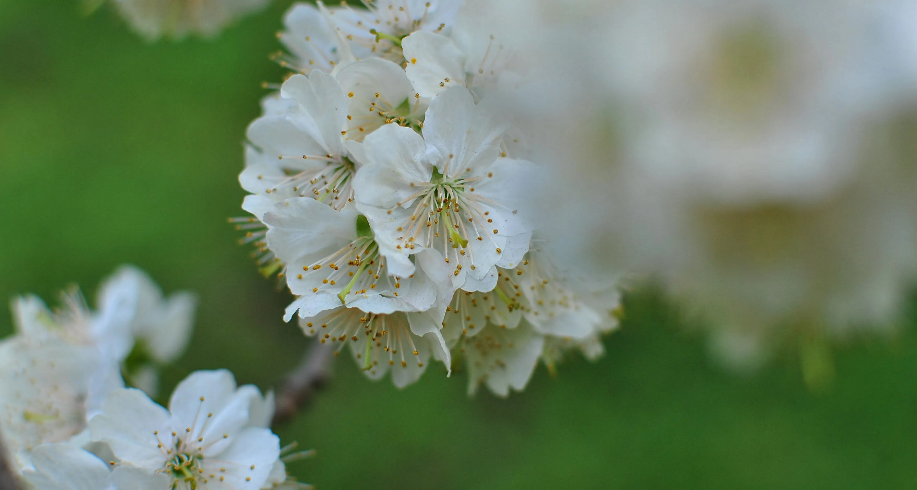 「诗词鉴赏」春有约 花不误，樱桃花竞相绽放，不负好春光