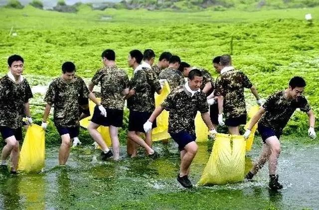 海白菜，送上岸的海洋资源