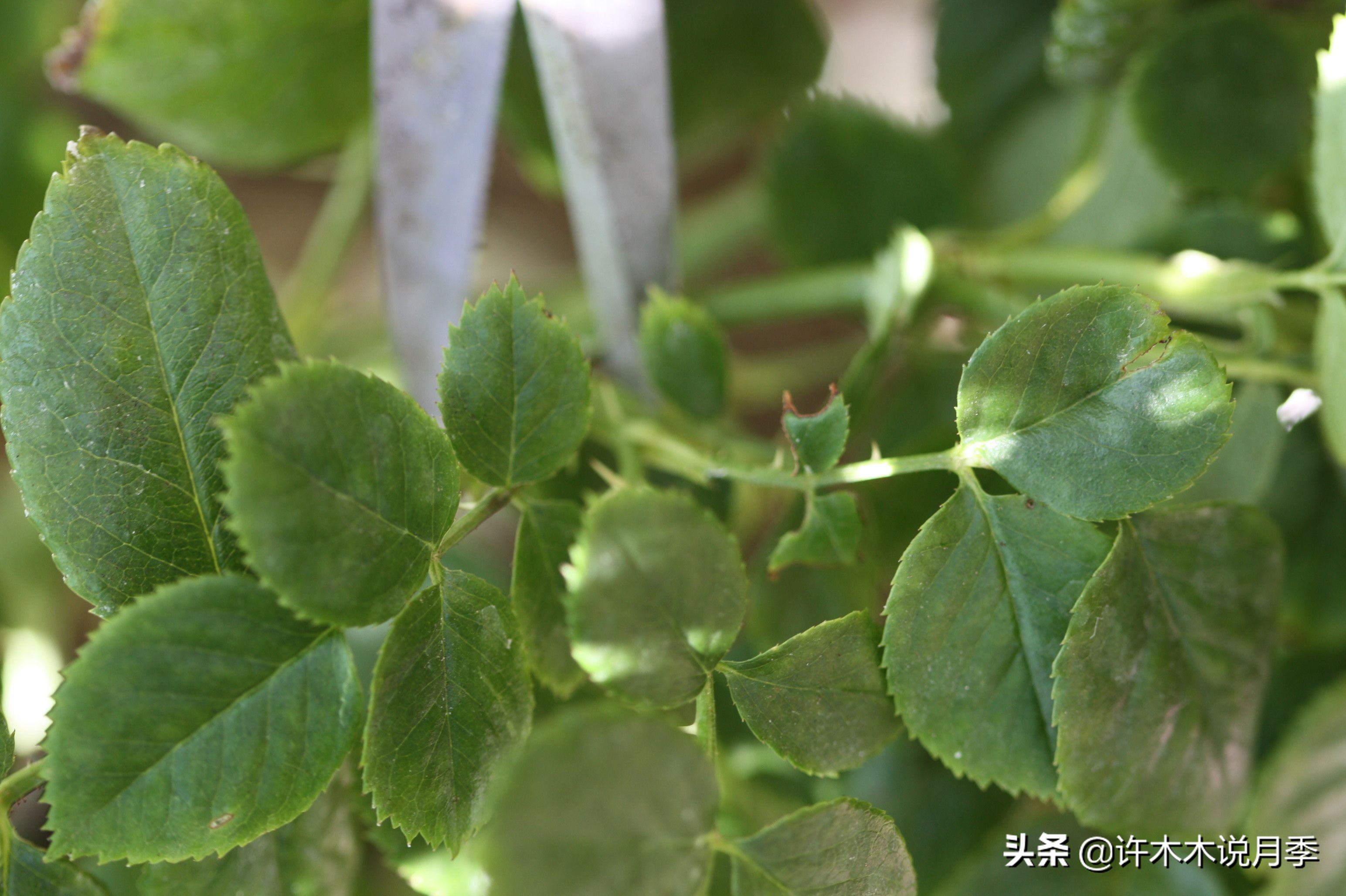 月季盲枝盲芽图解（1分钟识别月季盲芽及养殖方法技巧）
