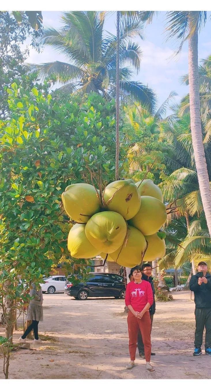 走,去海南过年去!撒网捕鱼、帆船体验、海鲜大餐,开心过大年