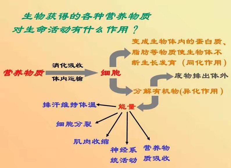 生命活动的基本特征是（食物的产能营养素及能量单位）