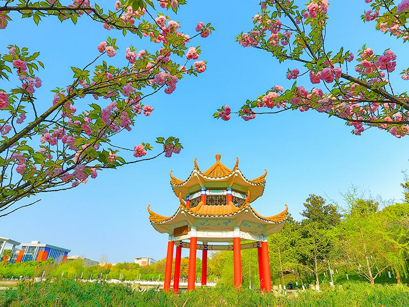 面向全国推介！重庆一高校硬核成果入选司法部典型案例！