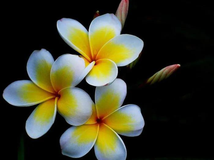 花语是希望与新生的花(象征着希望的花卉)