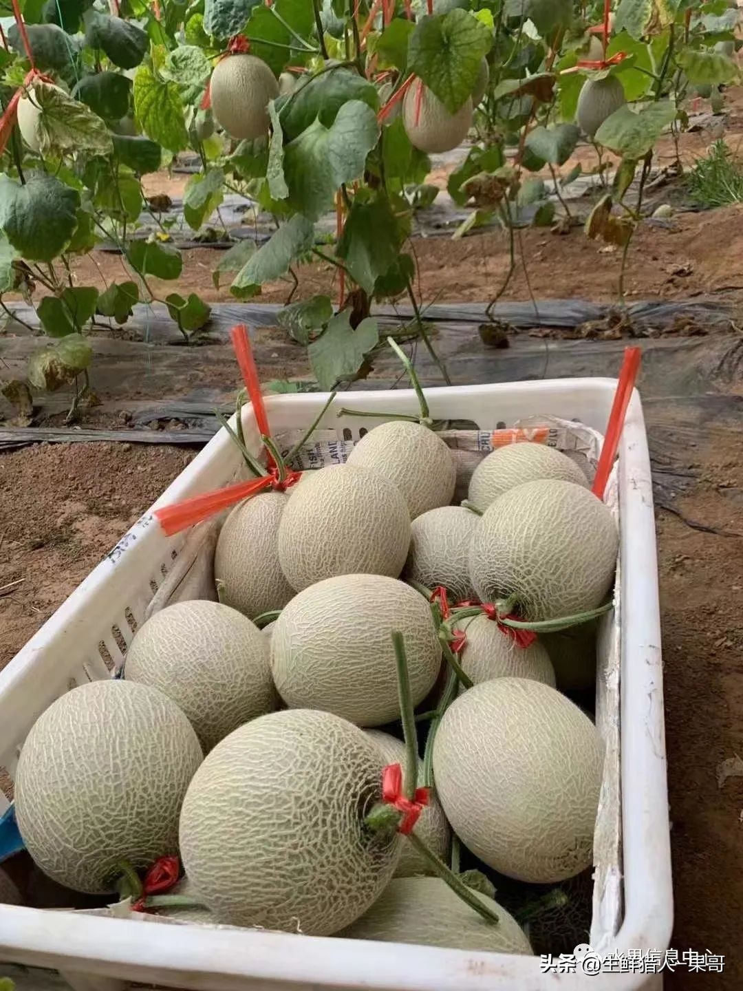 哈密瓜、蜜瓜、网纹瓜、香瓜、羊角蜜傻傻分不清？看完就明白了