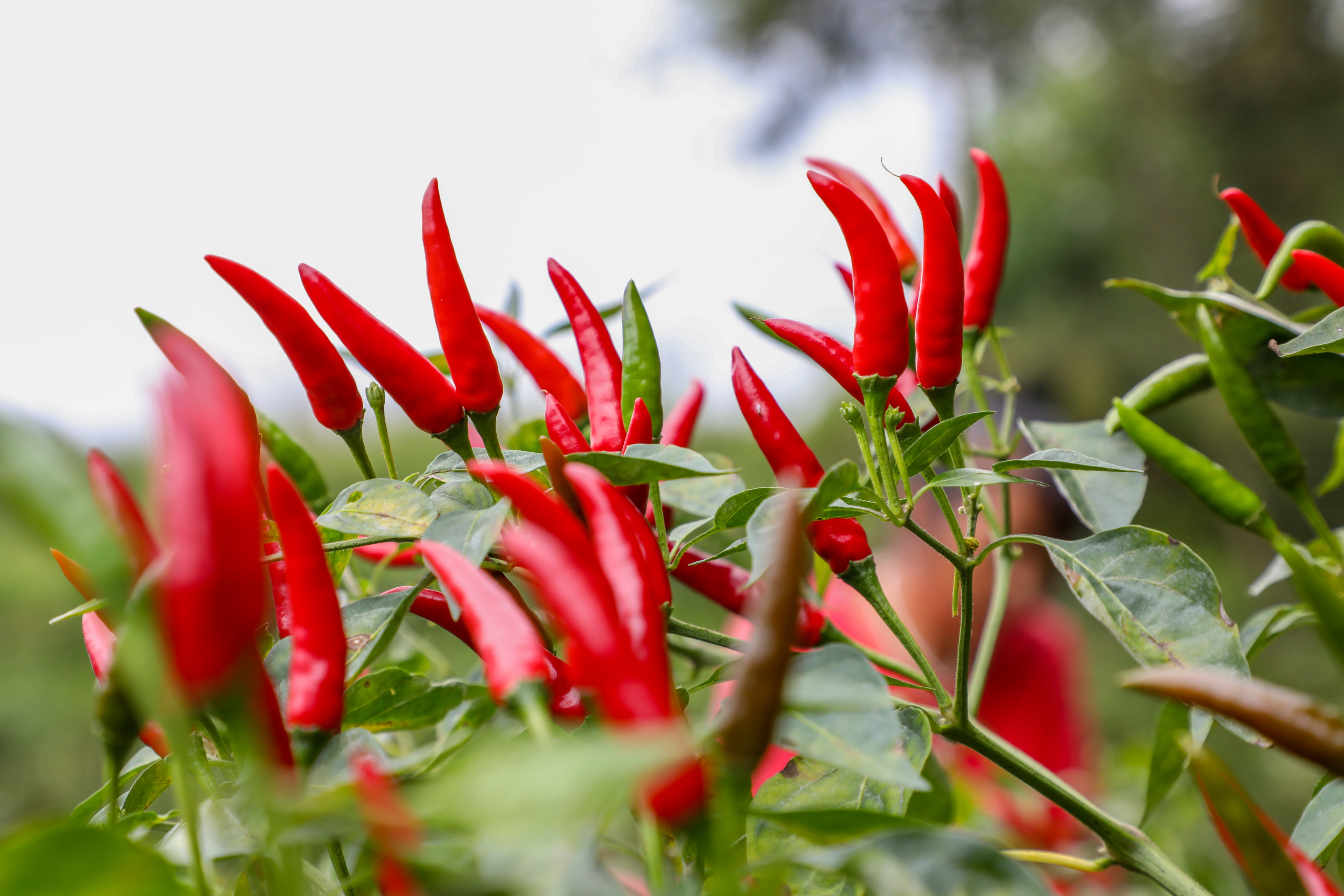 绥阳县首届辣椒美食节活动周将于端午节前开幕
