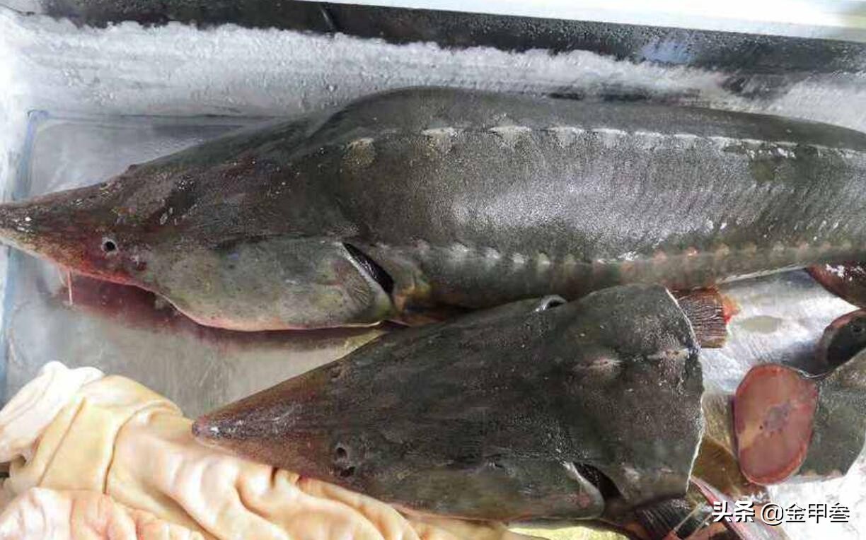 黑龙江鳇鱼