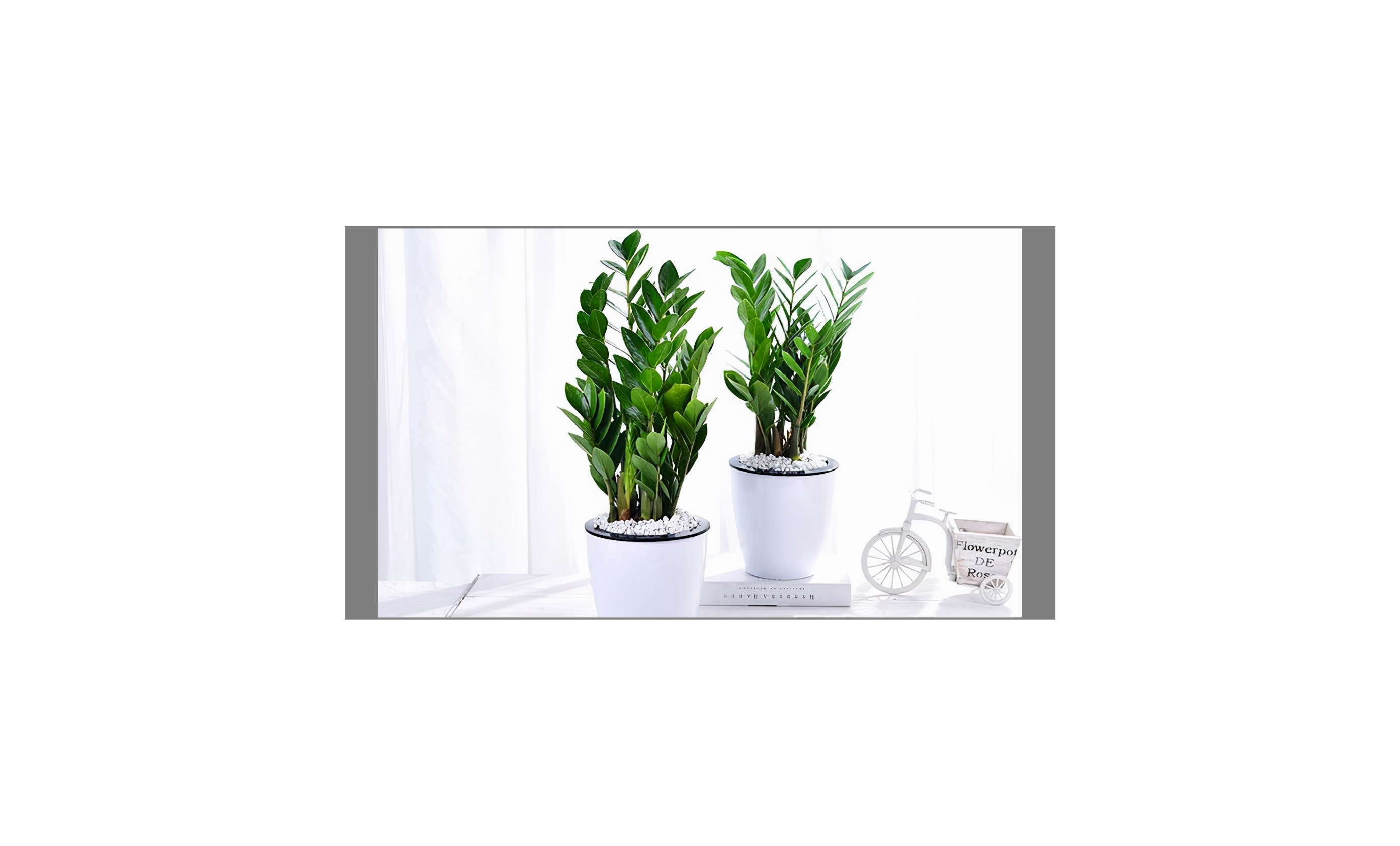 植物界10大网红绿植，好看又好养，你家也可以拥有