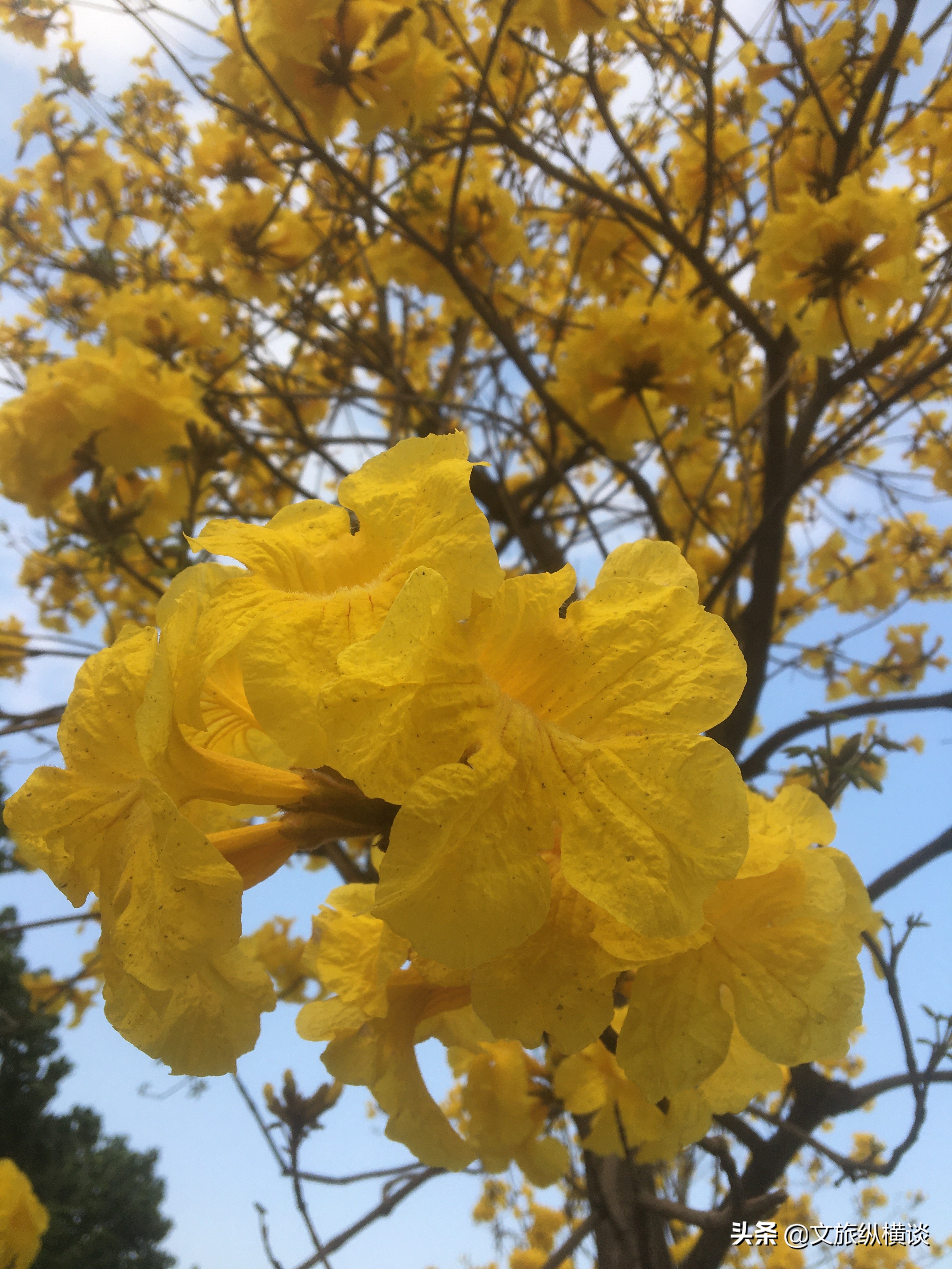 春天里，广州花开叶落，半城花海半城秋