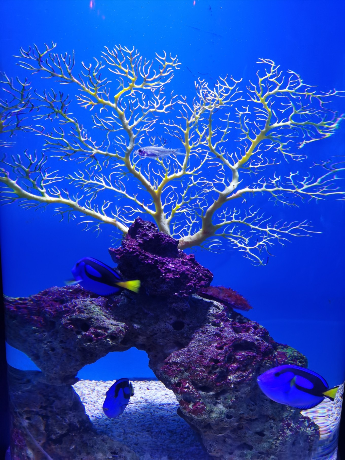 d1(冠头岭—海底世界)