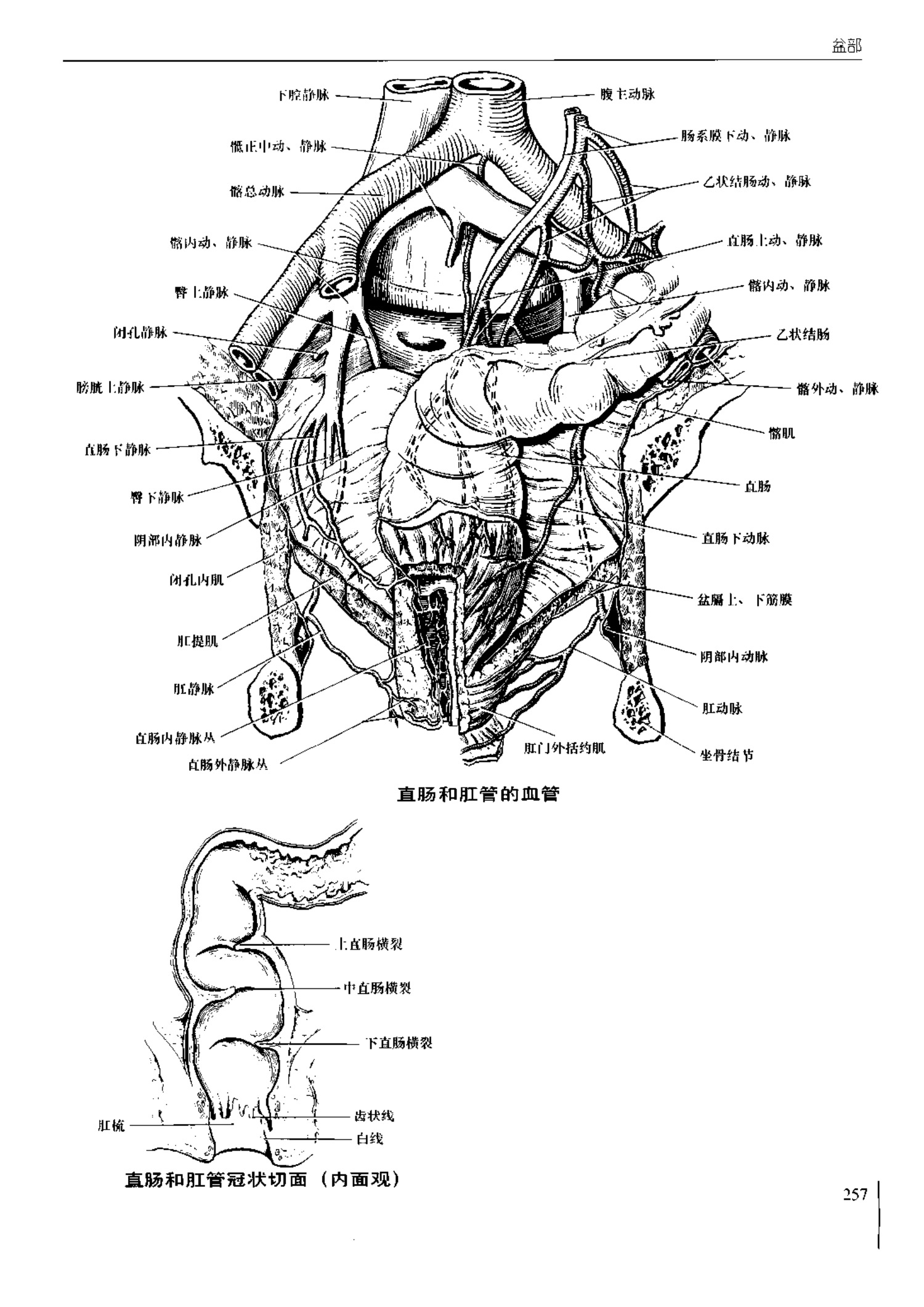 人体内脏位置图(图示集‖外科解剖学图谱(8-5)盆部)