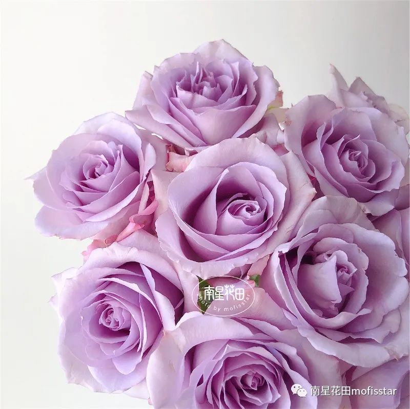 海洋之歌玫瑰海洋之歌玫瑰价格