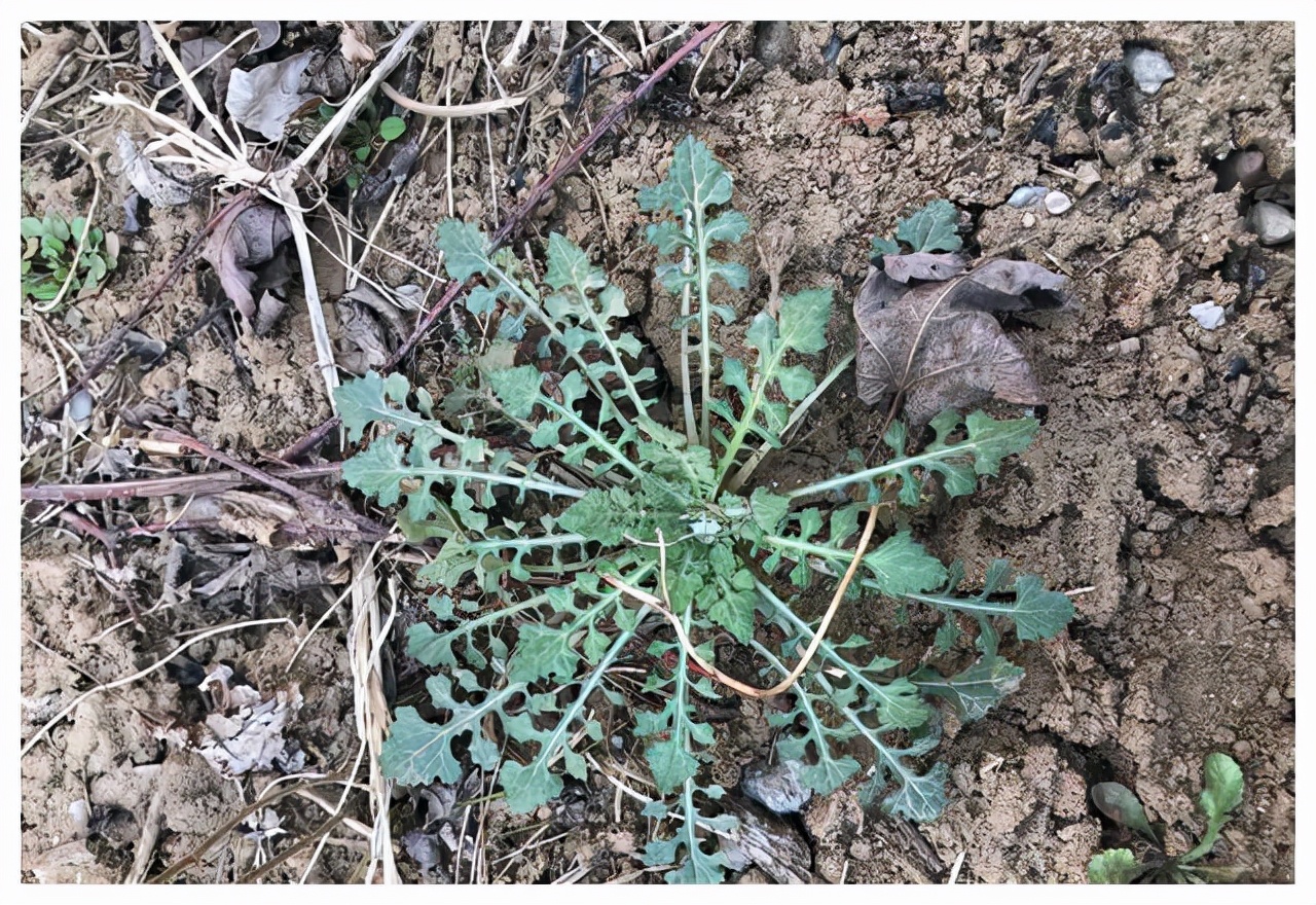 開春就能吃的4種野菜,採挖時不要被相似的野草騙了,附高清大圖