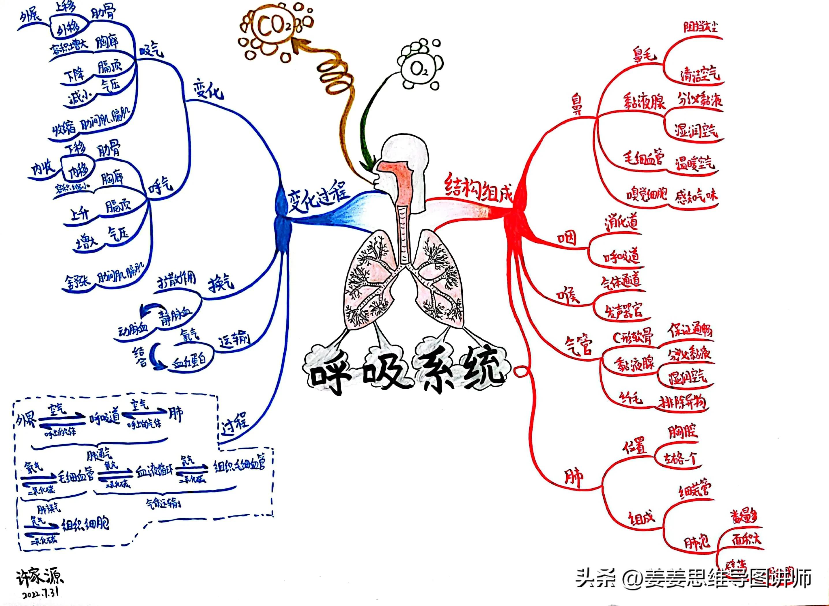 初一全套生物系统图—这才是思维导图正确的打开方式