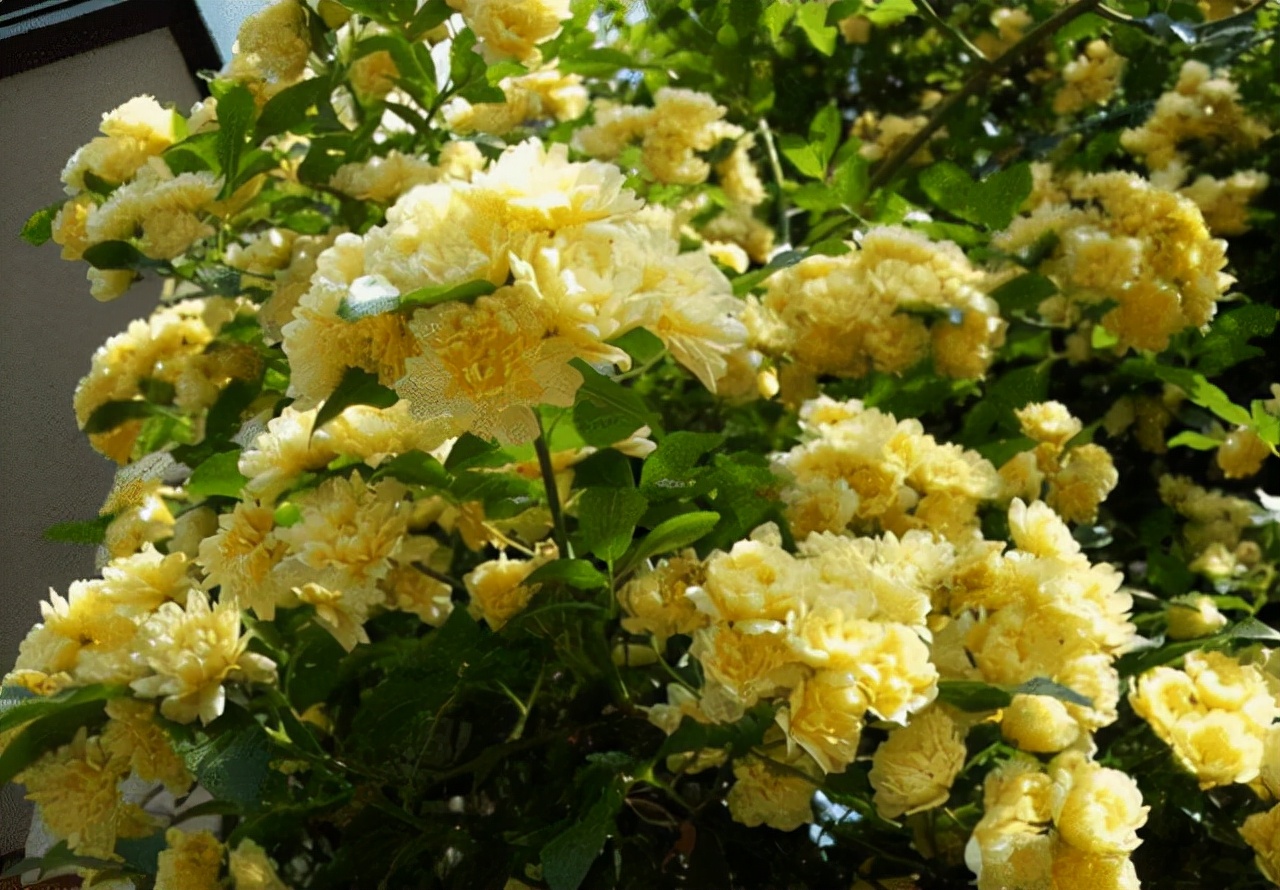 院子養棵木香花 花朵嬌豔 香氣醇厚 左鄰右舍都誇香 天天看點