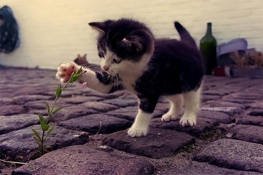 爱情祝福语简短走心