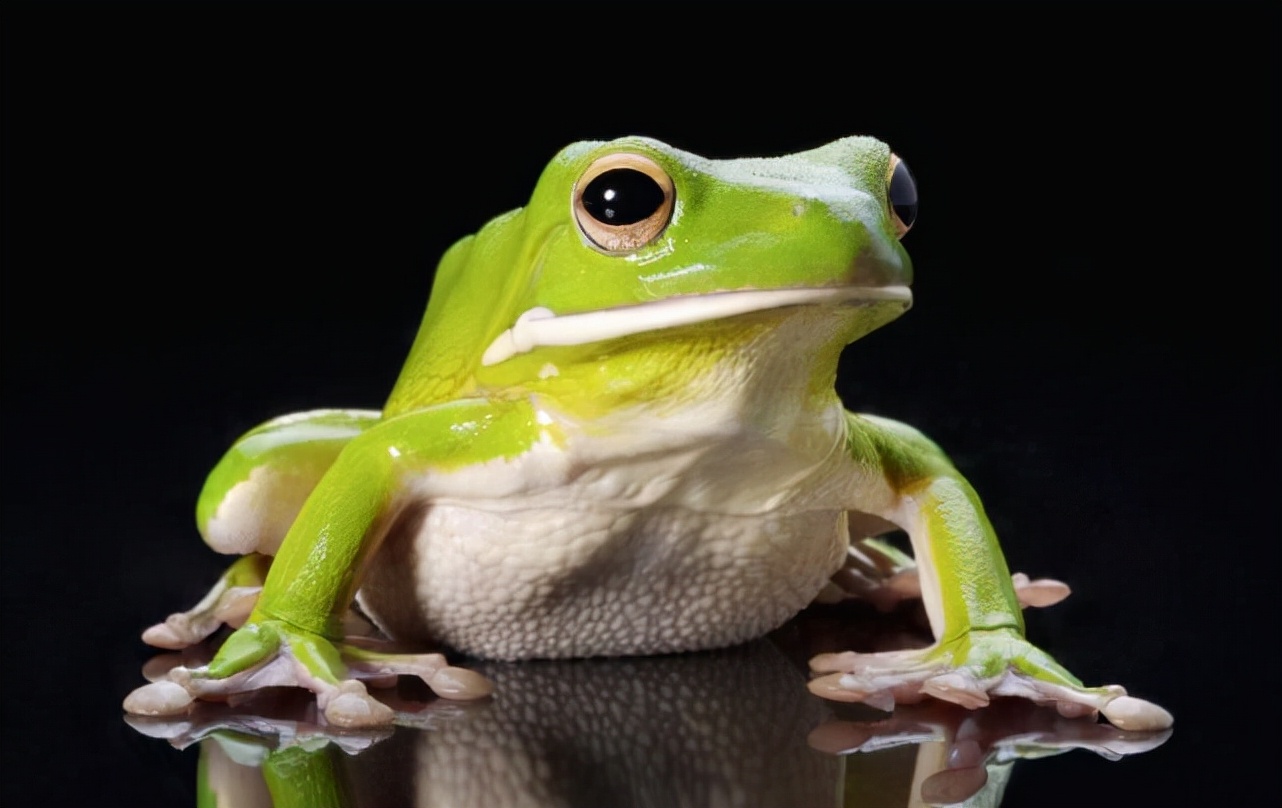 一只青蛙图片大全-一只青蛙高清图片下载-觅知网