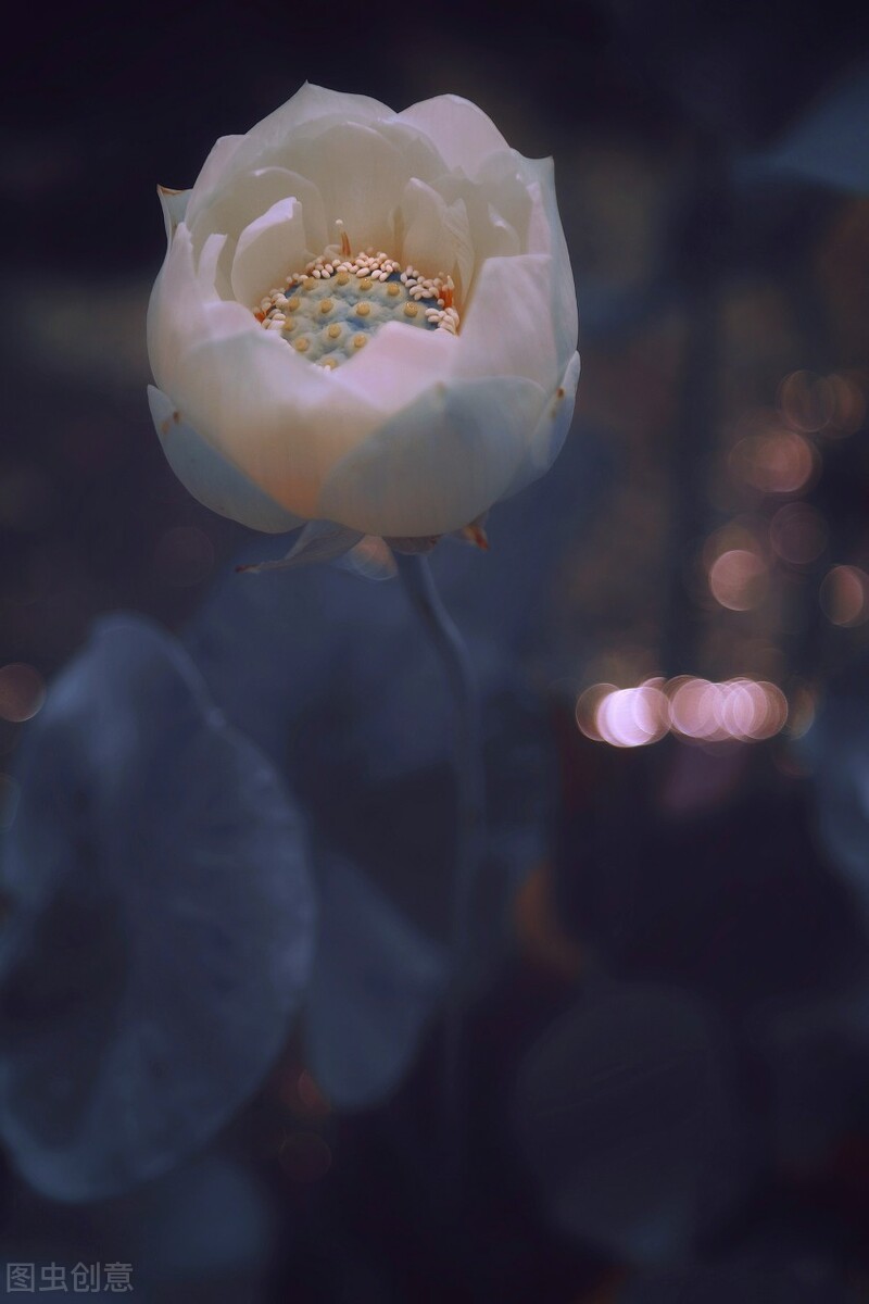 岁月静好，往事如烟：时光流转中的温柔回忆与释然