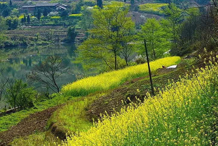 「诗词鉴赏」春日正好，春花烂漫，在古诗词里寻找最美的春日