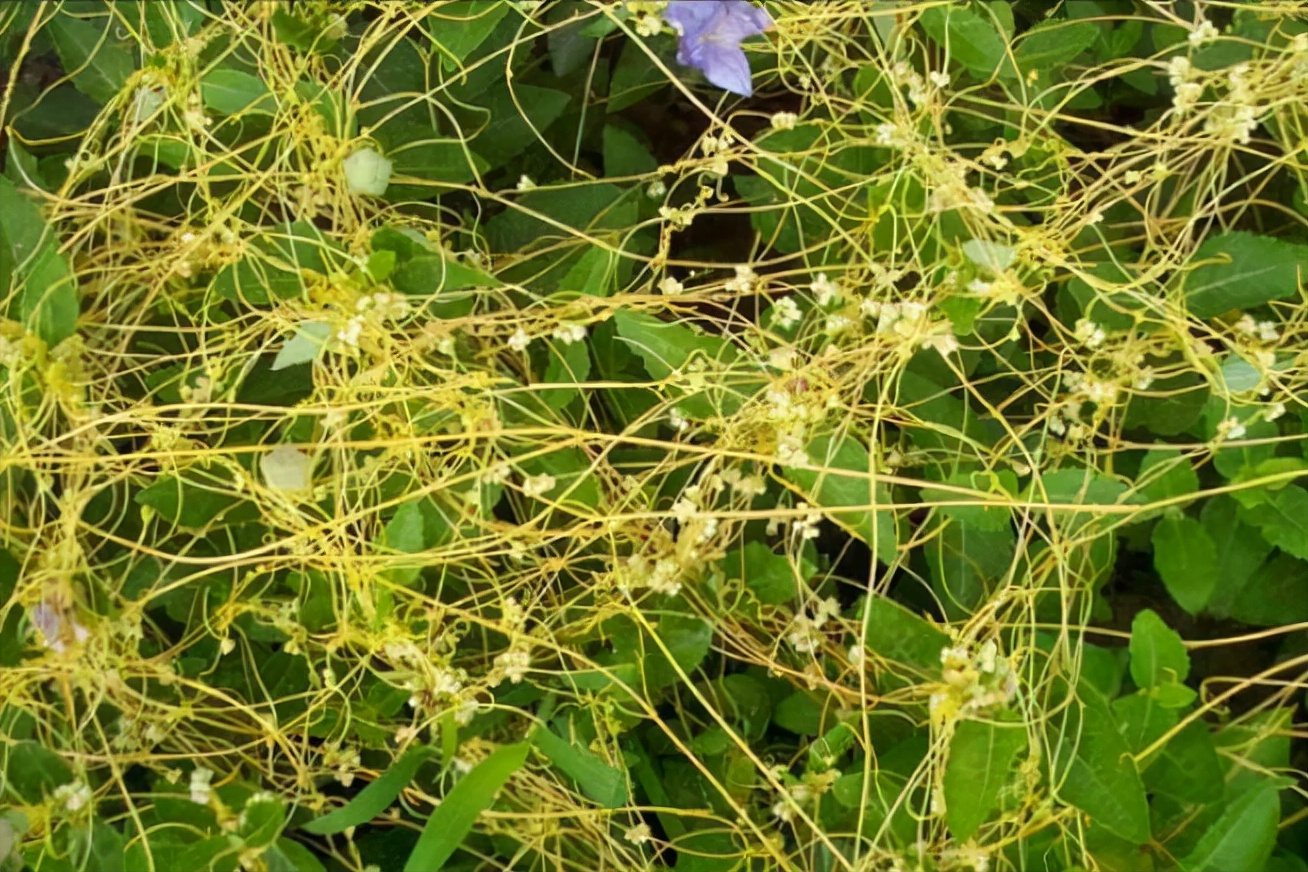 无根草——不仅仅是野草,还是一味中药材