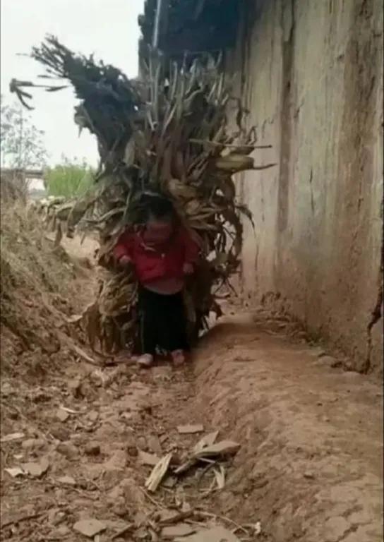 没妈的孩子像根草