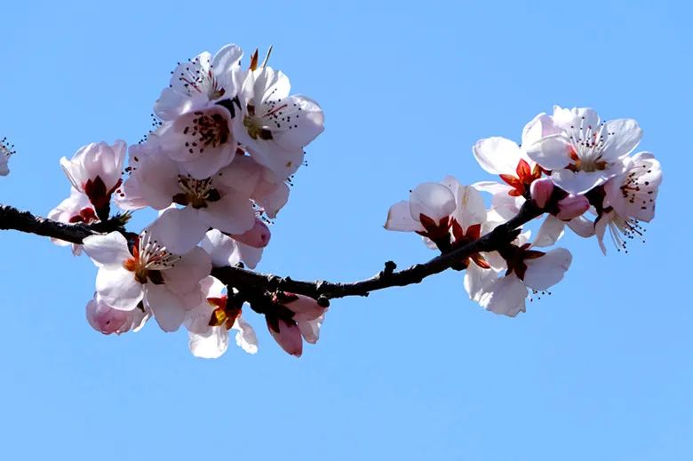 特色画刊 | 春风有信，花开有期，可克达拉的第一波花潮来袭