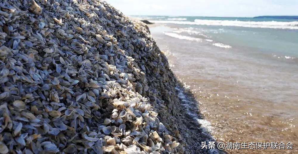 绿色百科 | 为什么说生物多样性是我们的生命？