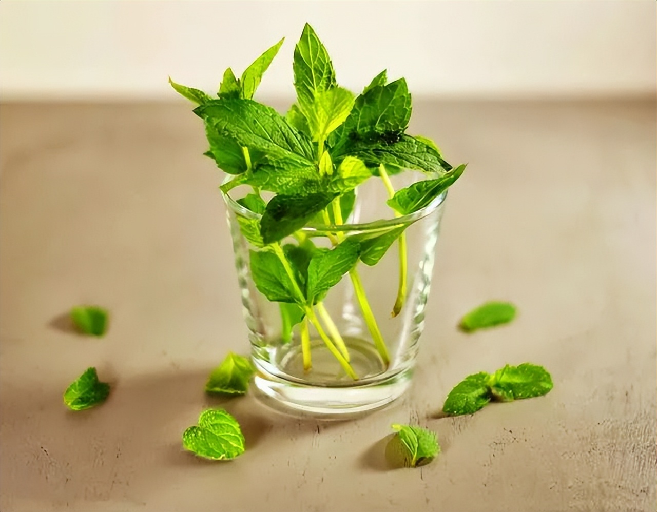 蒲公英、前草、腥草等野菜味道清新可口，吃有特的用值