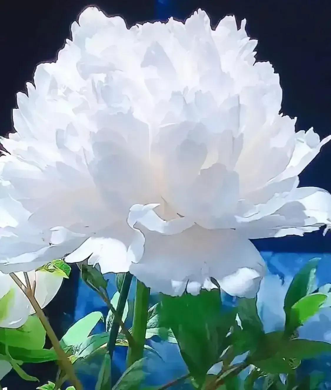 洛阳牡丹花儿开了,精选最美25幅「牡丹花儿」五颜六色的太美了