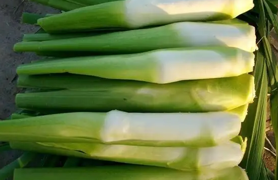 茭白:古老的粮食变成蔬菜,种一季管多年,为何很少人规模种植?