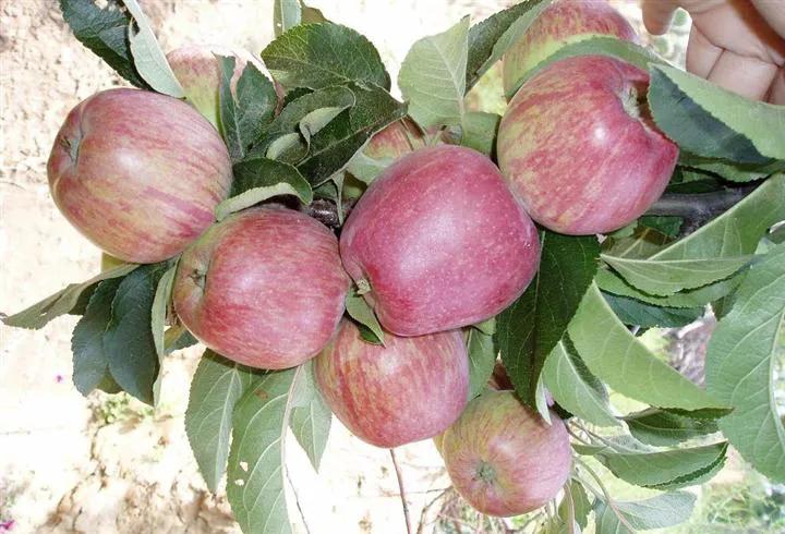 中国10大著名的苹果：最后一种很特别，你都吃过吗？