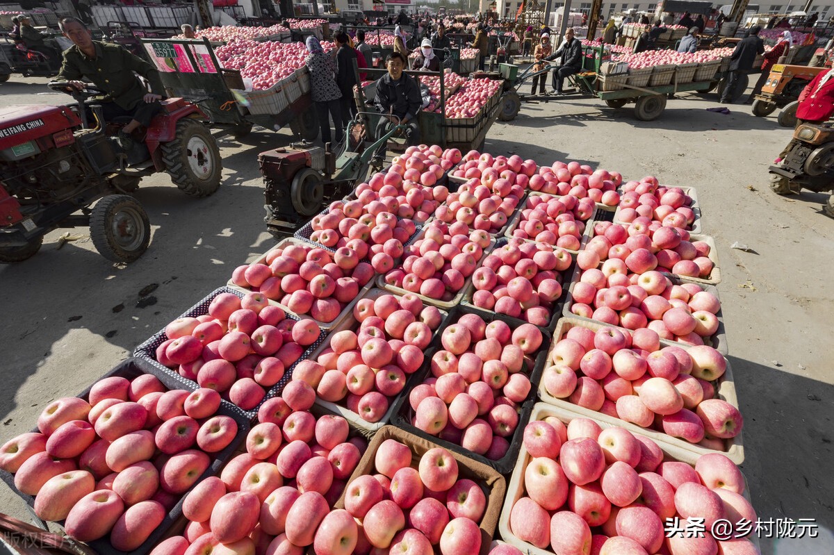 果农砍伐苹果树，苹果价格还会不会上涨？两点原因需搞懂