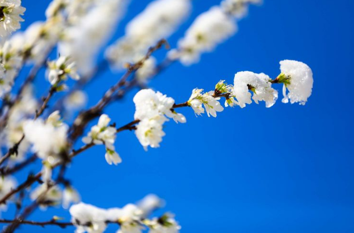 「诗词鉴赏」喜迎春雪，关于春雪的古诗词你知道多少？