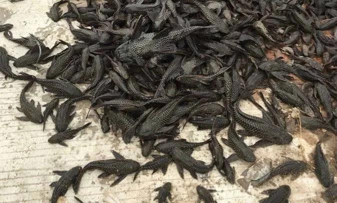 吃魚屎的魚,吃魚屎的魚哪種最好