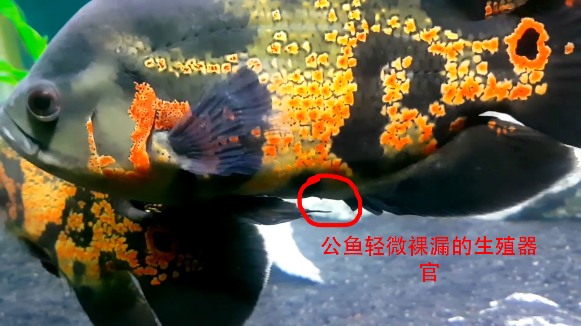 地图鱼鉴别公母的方法