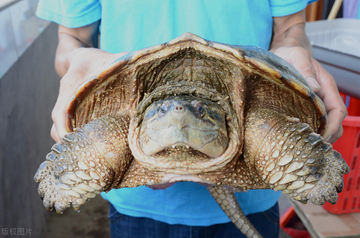 北美大鳄龟多少钱一只北美大鳄龟在我国多省出现