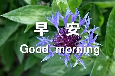 正能量早上好祝福 问候早晨好幸福语句，心态好则事事好图片