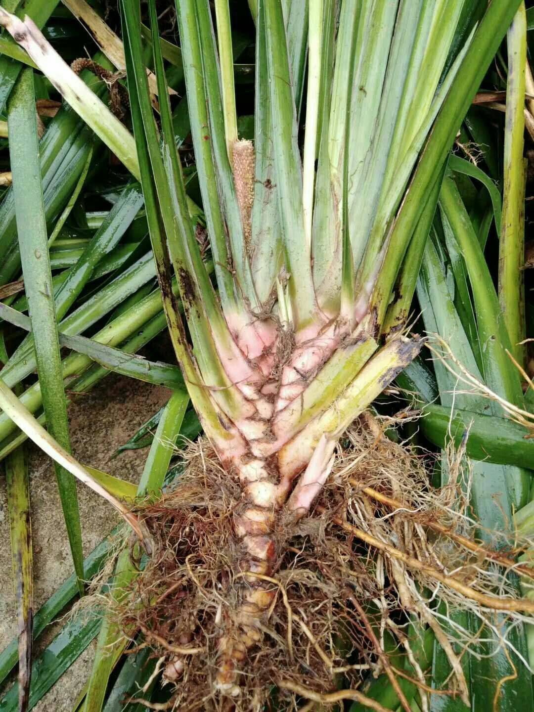 野韭菜的功效与作用(酷似韭菜的野草) - 行就行