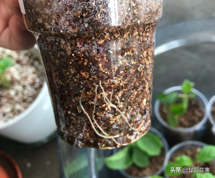微风昨天收到花友咨询，问三角梅扦插生根最快的方法是什么，在这里啊