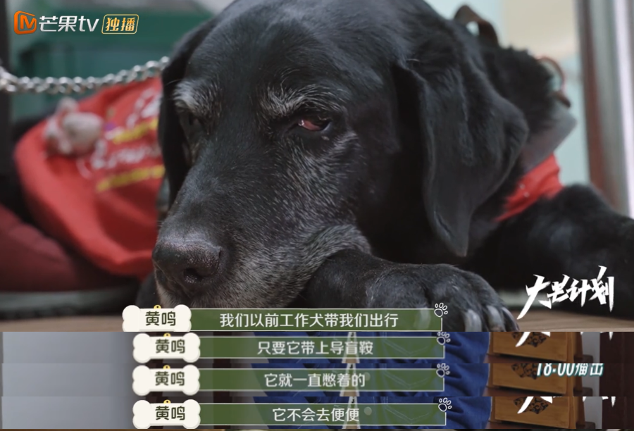 10分钟看哭7次！当他们不再“有用”的时候，却也无法正常生活